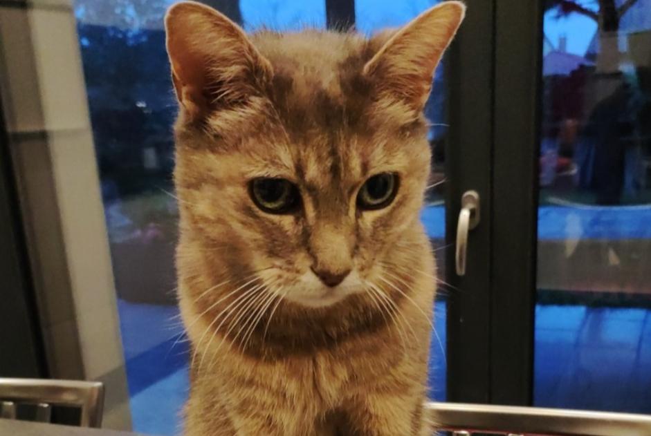 Vermisstmeldung Katze  Männliche , 13 jahre Beaumont Frankreich